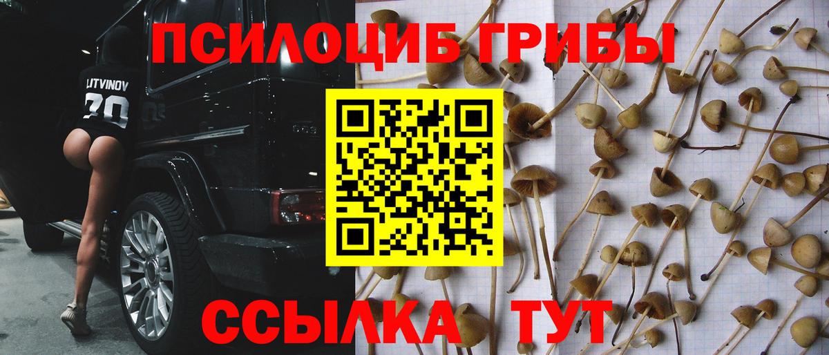 Медногорск  Галлюциногенные грибы прущие грибы  Вход с VPN  Псилоцибиновые грибы мицелий 
